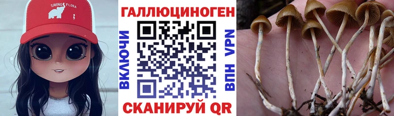 Галлюциногенные грибы Psilocybine cubensis  Ахтырский 